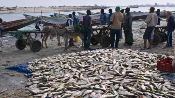 ØªØ­ØªÙÙ ÙØ°Ù Ø§ÙØµÙØ±Ø© Ø¹ÙÙ Ø³ÙØ© alt ÙØ§Ø±ØºØ©; Ø§Ø³Ù Ø§ÙÙÙÙ ÙÙ peche-2.jpg