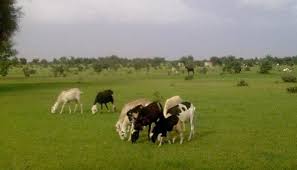 تحتوي هذه الصورة على سمة alt فارغة؛ اسم الملف هو cheptel4.jpg