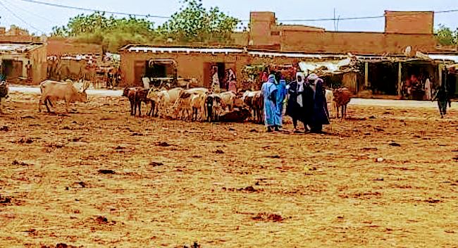 كيهيدي:اختفاء المواشي .. ظاهرة تثير استياء&nbsp;الأهالي